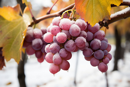 冬季户外成熟的葡萄果实高清图片