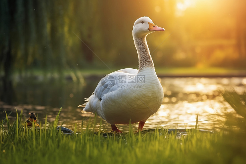 日落草地上的鸭子图片