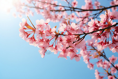蓝天下的樱花树背景