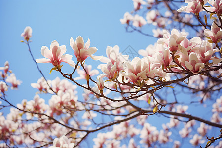春天枝繁叶茂的花朵木兰科高清图片素材
