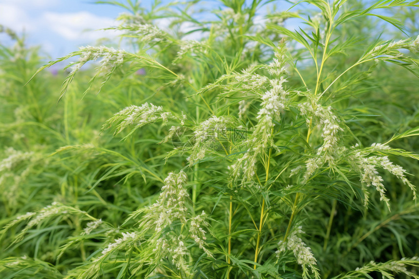 风中的花海图片