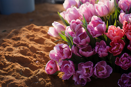五彩斑斓的春日花坛背景图片