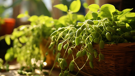 绿豆植物绿豆种植高清图片