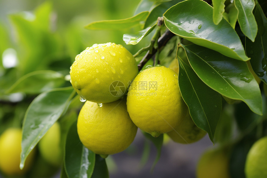 果树上的一个个柠檬图片