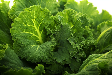 绿色健康蔬菜图片