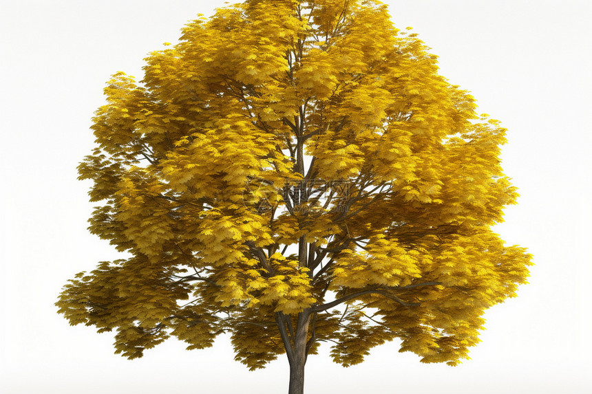 一颗黄色的树图片