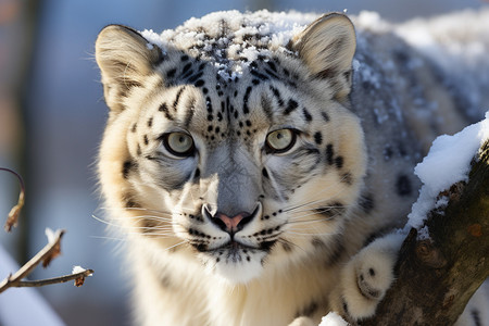 雪中美丽豹猫背景图片