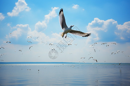 海边自由飞翔的海鸥图片