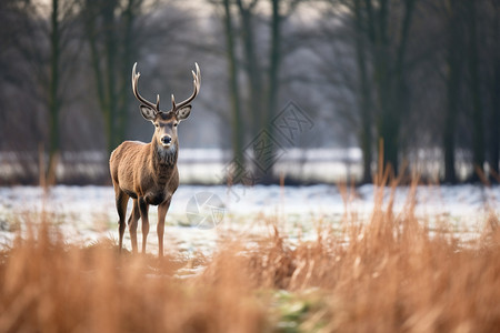 冬季树林中觅食的鹿高清图片