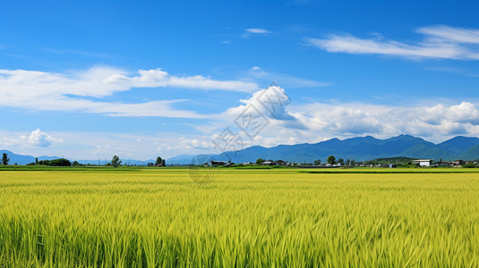 郁郁葱葱的农田背景图片