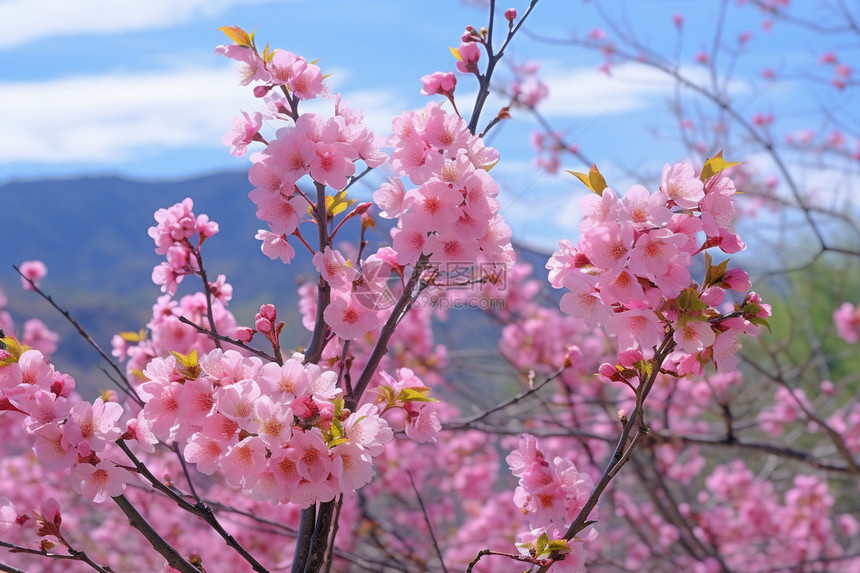 樱花惊艳图片