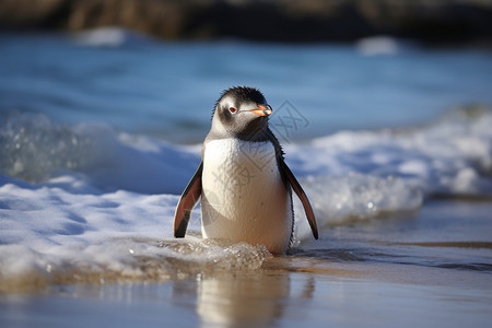冲浪企鹅自然栖息地的企鹅背景