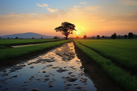 日出时乡村稻田景观图片