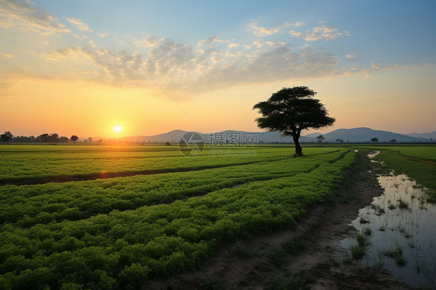 农业种植的水稻田景观图片