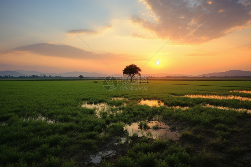 日出时乡村种植的稻田图片