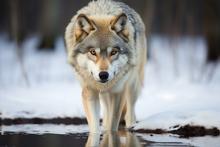 欧亚狼危险的大灰狼背景