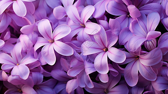 紫色的苜蓿花瓣图片