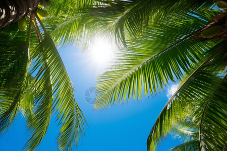 热带海滩下的绿叶枝影高清图片