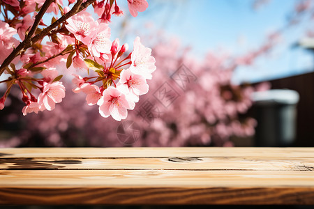 粉色樱花下的木质长桌高清图片