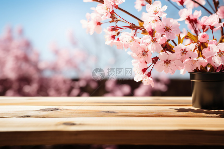 粉色花朵盘栽装饰图片