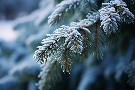 冬季公园中雪覆盖的树枝图片