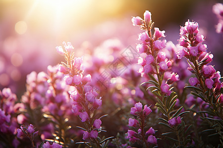 瑰丽盛放的紫色花朵图片