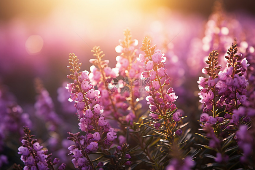 阳光下唯美的紫色花朵图片