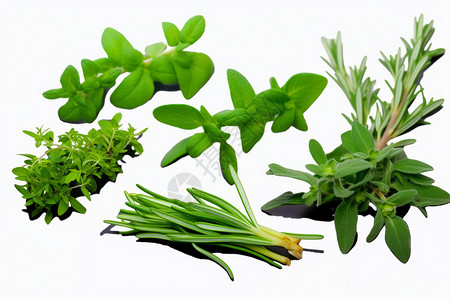 多种绿色植物图片