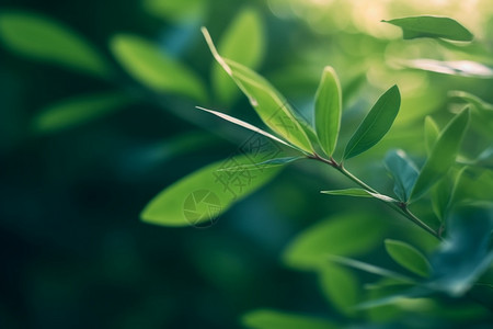 清新夏日的植物图片