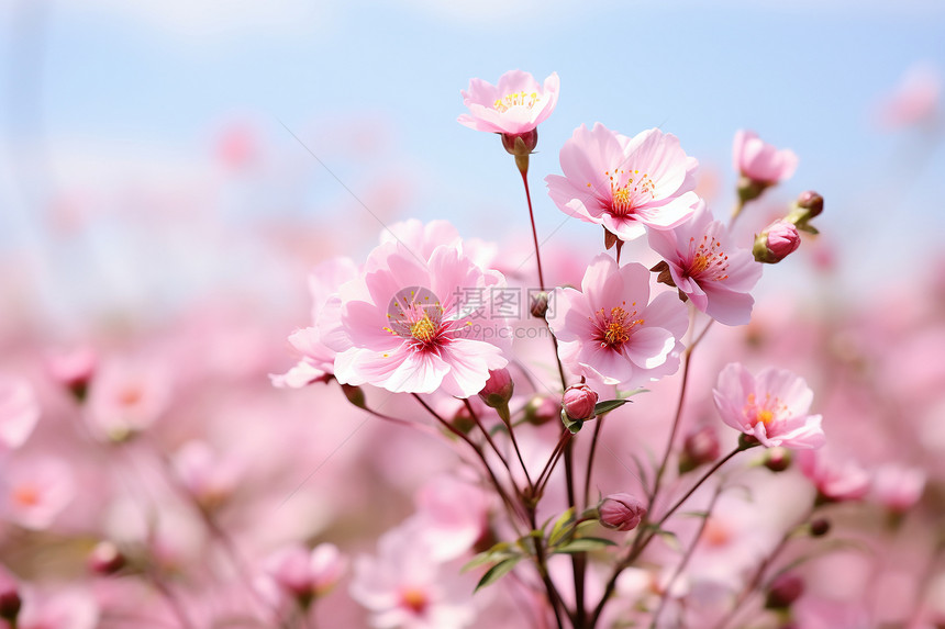 夏天粉色的花海图片