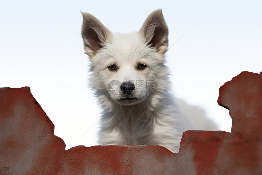 废墟中的白色幼犬图片