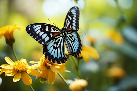 夏日花园里的蝴蝶背景图片
