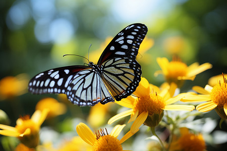 蝴蝶舞动在黄花丛间背景图片
