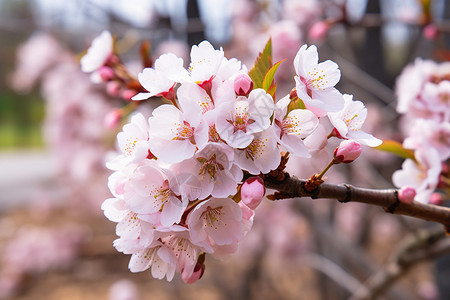 天空下盛开的樱花树图片