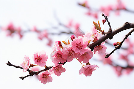 灿烂的樱花图片