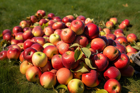 秋日丰收的苹果图片
