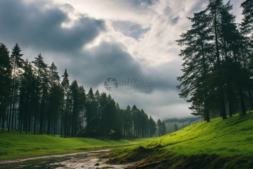 暴雨天气的森林图片