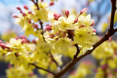 春天近景黄色花朵的近景背景