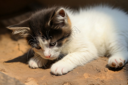 躺在地上的小猫宠物高清图片素材