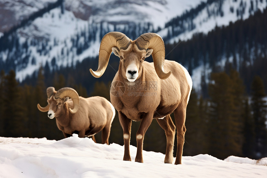 寒冷雪山中的大角羊图片