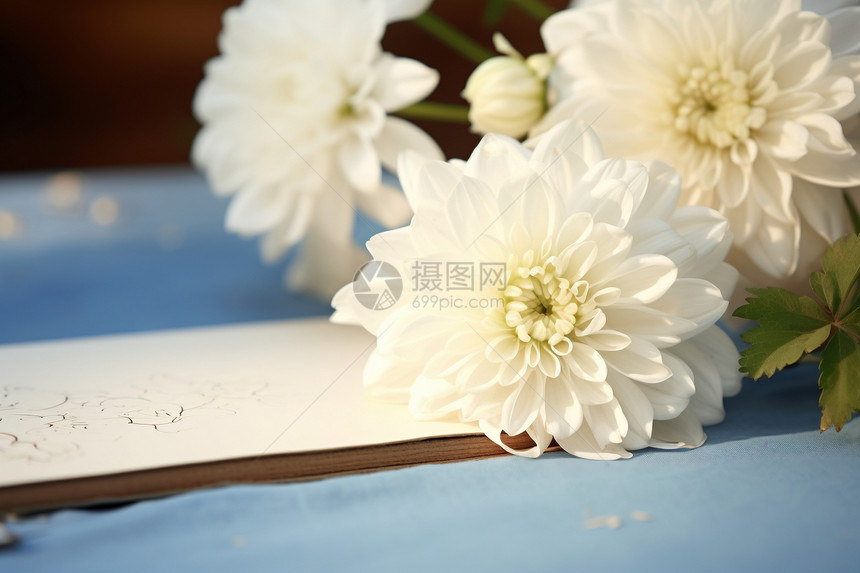 盛开的白色菊花图片