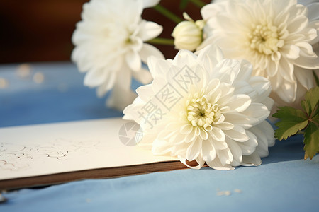 盛开的白色菊花背景图片