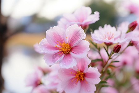 春季盛开的粉色野花图片