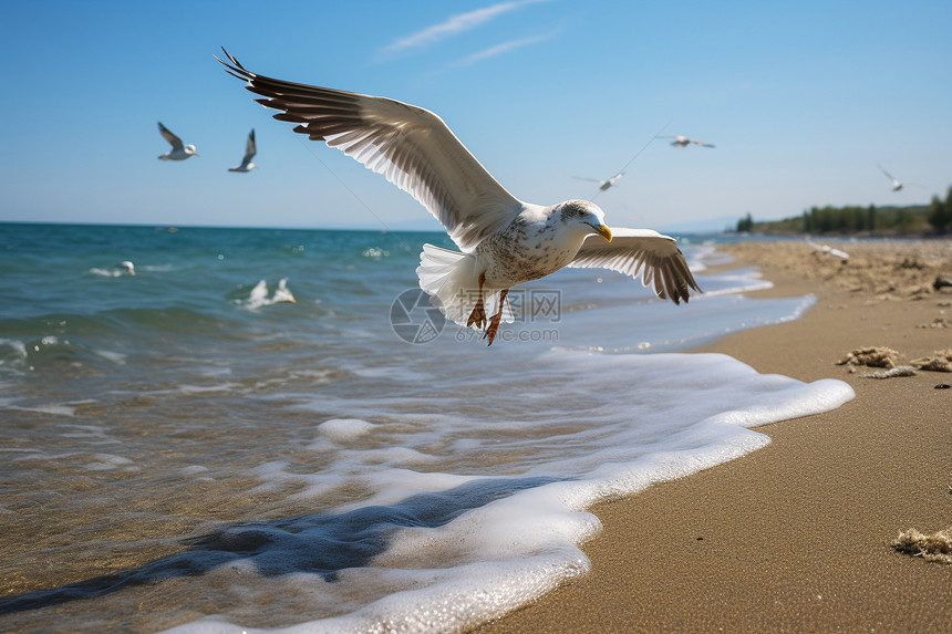沙滩上觅食的海鸥图片