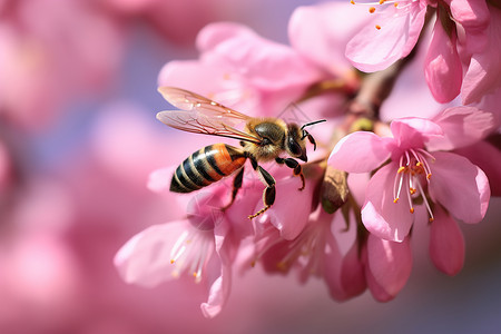 蜜蜂在粉红花枝上栖息高清图片