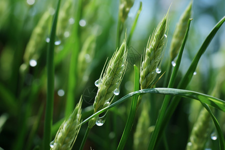 雨水稻田绿植上的水珠背景