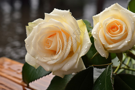 两朵黄玫瑰图片