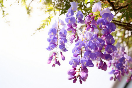 花朵喷画花开紫藤天空下的画背景