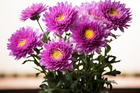 大朵的紫色花背景图片