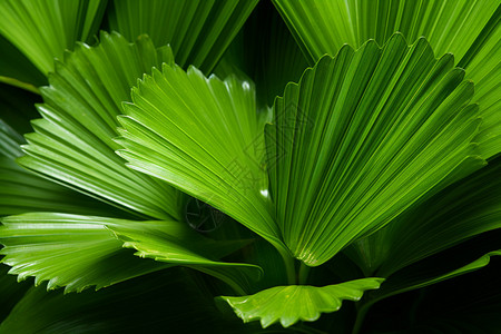 纤维状的绿叶背景图片